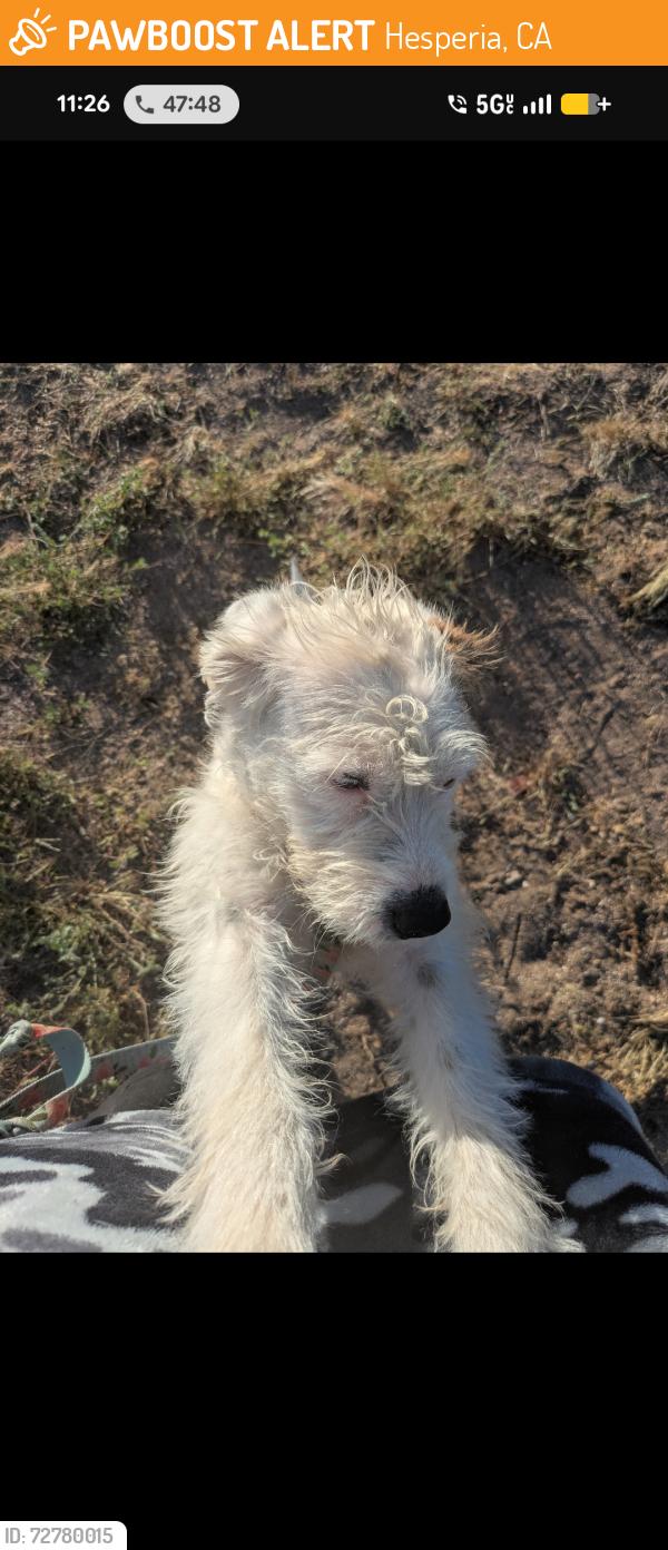 Found/Stray Unknown Dog last seen Bear valley rd, Hesperia, CA 92340