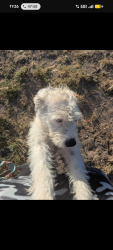 Found/Stray Unknown Dog last seen Bear valley rd, Hesperia, CA 92340