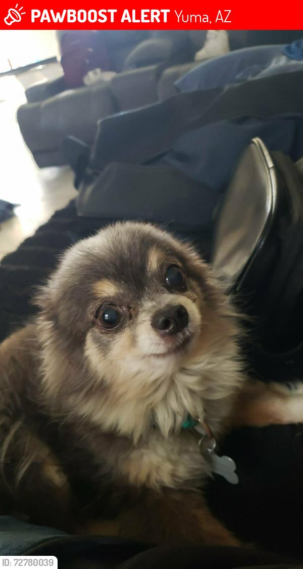 Lost Male Dog last seen 28th st and palo verde dr, Yuma, AZ 85365