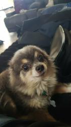 Lost Male Dog last seen 28th st and palo verde dr, Yuma, AZ 85365