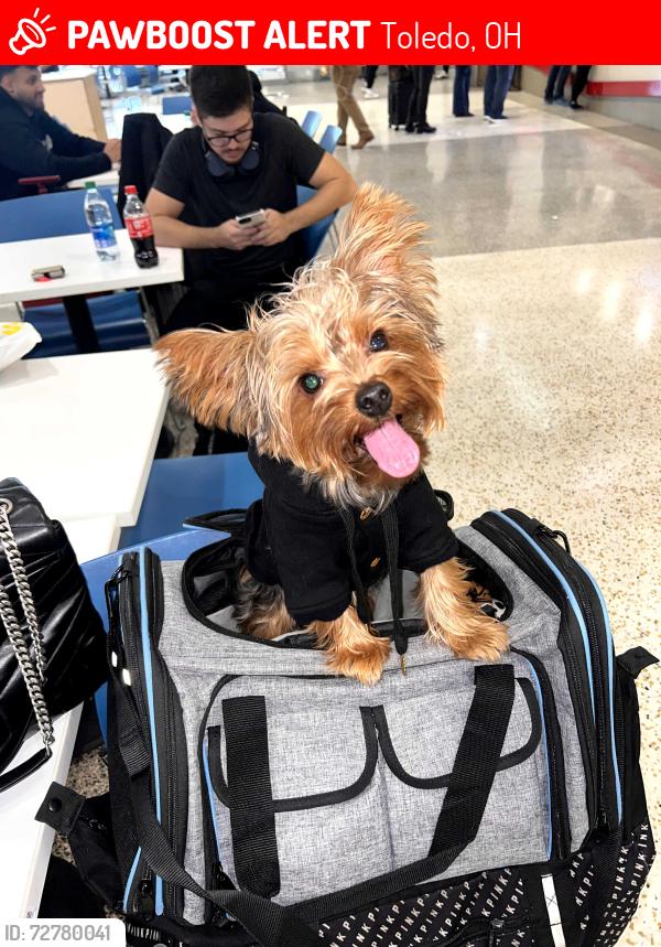 Lost Male Dog last seen Airport dr, willowcrest apmts , Toledo, OH 43604