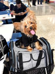 Lost Male Dog last seen Airport dr, willowcrest apmts , Toledo, OH 43604