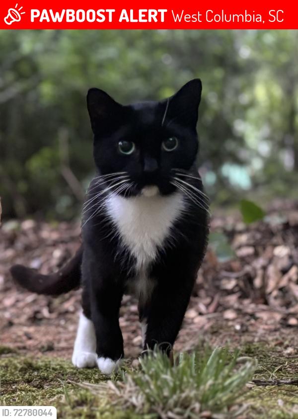 Lost Female Cat last seen Near Edgewater cndmniums off Commanche Dr, West Columbia, SC 29169