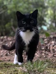 Lost Female Cat last seen Near Edgewater cndmniums off Commanche Dr, West Columbia, SC 29169