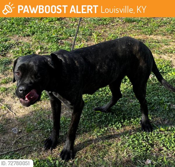 Found/Stray Female Dog last seen Near sanders elementary , Louisville, KY 40258