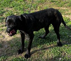 Found/Stray Female Dog last seen Near sanders elementary , Louisville, KY 40258