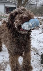 Lost Male Dog last seen Scott road, Canton, GA 30115