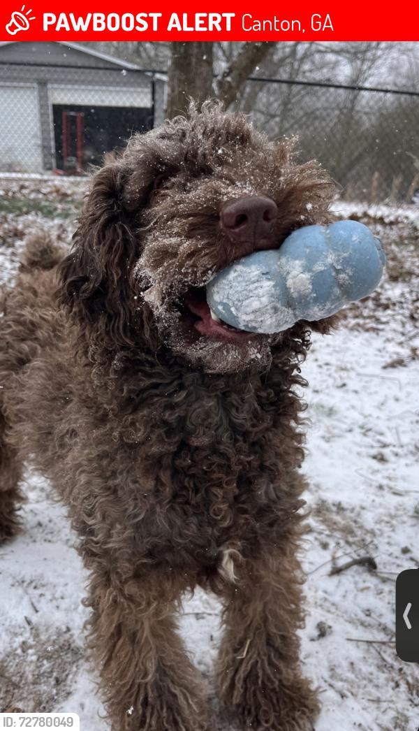 Lost Male Dog last seen Scott road, Canton, GA 30115