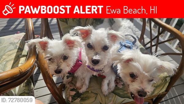 Lost Female Dog last seen hses, Ewa Beach, HI 96706