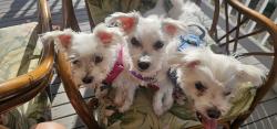Lost Female Dog last seen hses, Ewa Beach, HI 96706
