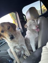 Found/Stray Female Dog last seen 20th century blvd, Turlock, CA 95380