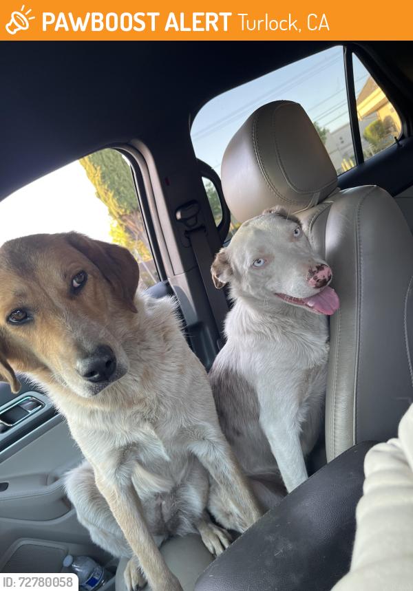Found/Stray Female Dog last seen 20th century blvd, Turlock, CA 95380