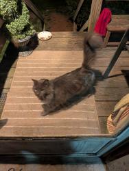 Found/Stray Unknown Cat last seen Tooker Ave & Baywood St, West Babylon, NY 11704
