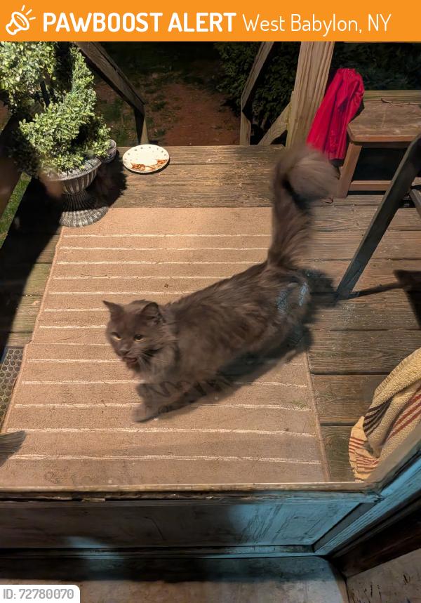 Found/Stray Unknown Cat last seen Tooker Ave & Baywood St, West Babylon, NY 11704