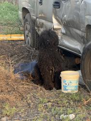Found/Stray Unknown Dog last seen Rancho jurupa regional sports park, Riverside, CA 92509