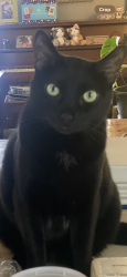 Lost Male Cat last seen Clover rd, Martha Lake, WA 98012