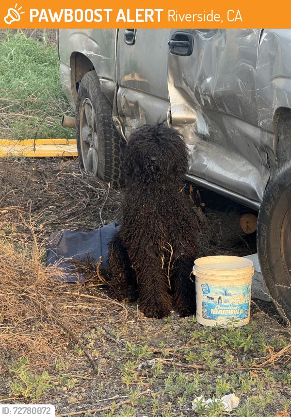Found/Stray Unknown Dog last seen Rancho jurupa regional sports park, Riverside, CA 92509