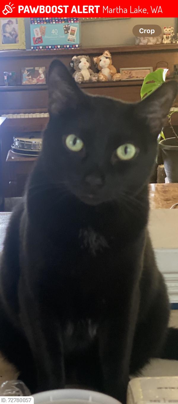 Lost Male Cat last seen Clover rd, Martha Lake, WA 98012