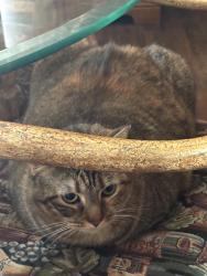 Lost Female Cat last seen Ryan and Biddison, Fort Worth, TX 76110