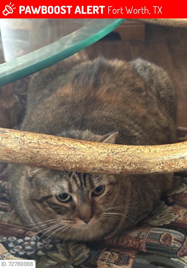 Lost Female Cat last seen Ryan and Biddison, Fort Worth, TX 76110