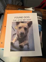 Found/Stray Male Dog last seen Lorena , Los Angeles, CA 90023