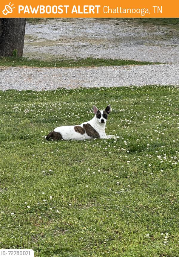 Found/Stray Female Dog last seen 4013Caine Lane, Chattanooga, TN 37421