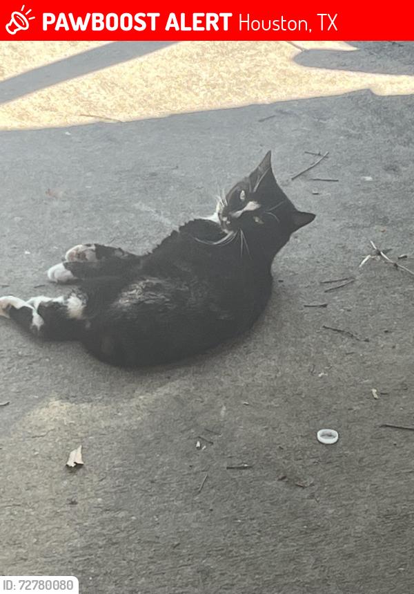 Lost Male Cat last seen Flagstone , Houston, TX 77017