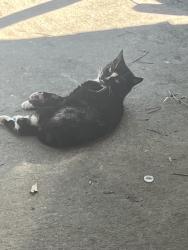 Lost Male Cat last seen Flagstone , Houston, TX 77017