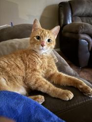 Lost Male Cat last seen Near Mc Donald Oak, San Antonio, Tx 78223, USA, San Antonio, TX 78223