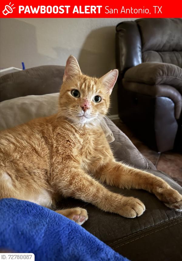 Lost Male Cat last seen Near Mc Donald Oak, San Antonio, Tx 78223, USA, San Antonio, TX 78223
