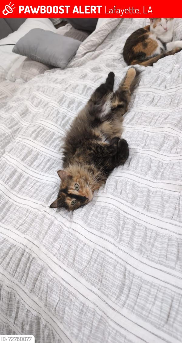 Lost Female Cat last seen Queen of Peace Dr., Lafayette, LA 70508