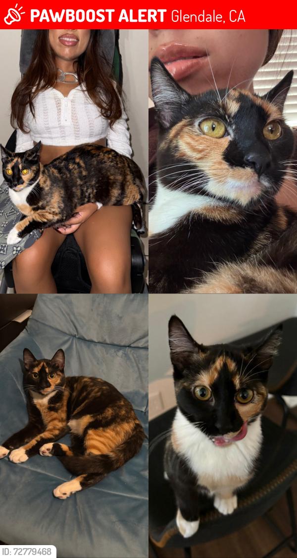 Lost Female Cat last seen Near Granada and Raleigh street glendale, CAh, Glendale, CA 91205