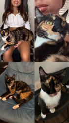 Lost Female Cat last seen Near Granada and Raleigh street glendale, CAh, Glendale, CA 91205