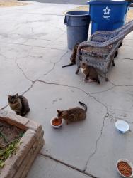Found/Stray Unknown Cat last seen Washington and Decatur , Las Vegas, NV 89107