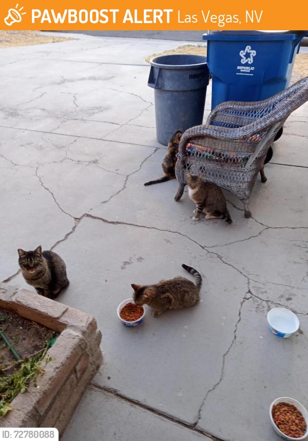 Found/Stray Unknown Cat last seen Washington and Decatur , Las Vegas, NV 89107