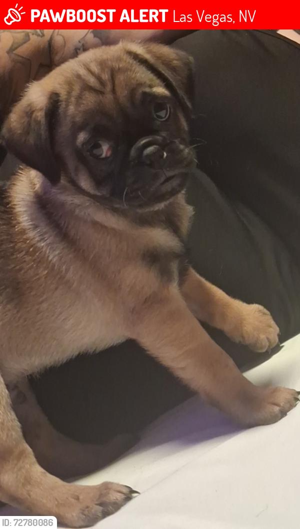 Lost Male Dog last seen Sunset Motel On Boulder Highway, Near Stadium Saloon, Between Missouri & Russell Rd., Las Vegas, NV 89122