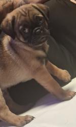 Lost Male Dog last seen Sunset Motel On Boulder Highway, Near Stadium Saloon, Between Missouri & Russell Rd., Las Vegas, NV 89122