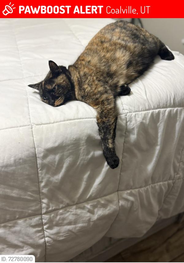 Lost Female Cat last seen Near E 50 N coalville, Coalville, UT 84017