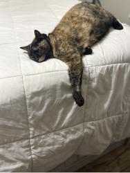 Lost Female Cat last seen Near E 50 N coalville, Coalville, UT 84017