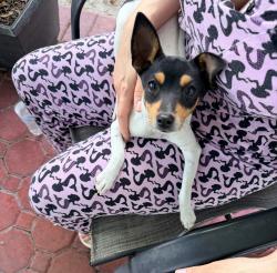 Found/Stray Male Dog last seen West Kendall Baptist hosp , Miami, FL 33196