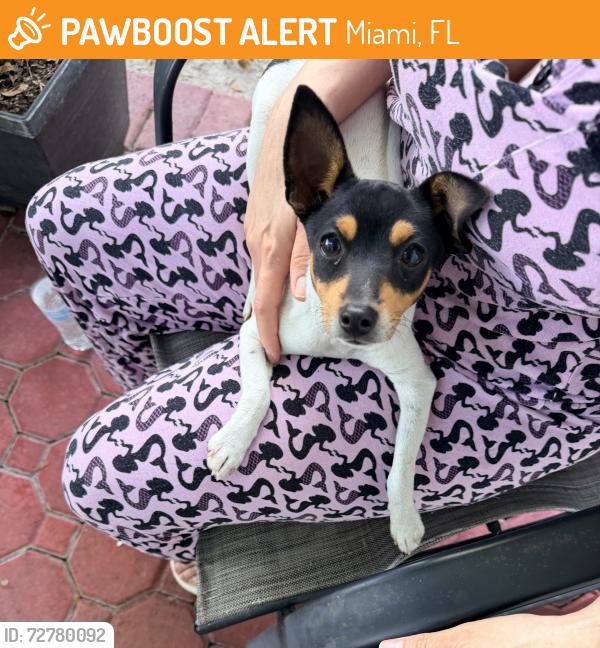 Found/Stray Male Dog last seen West Kendall Baptist hosp , Miami, FL 33196