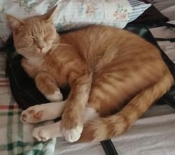 Lost Male Cat last seen Barker Lane maryville tn 37803, Maryville, TN 37803