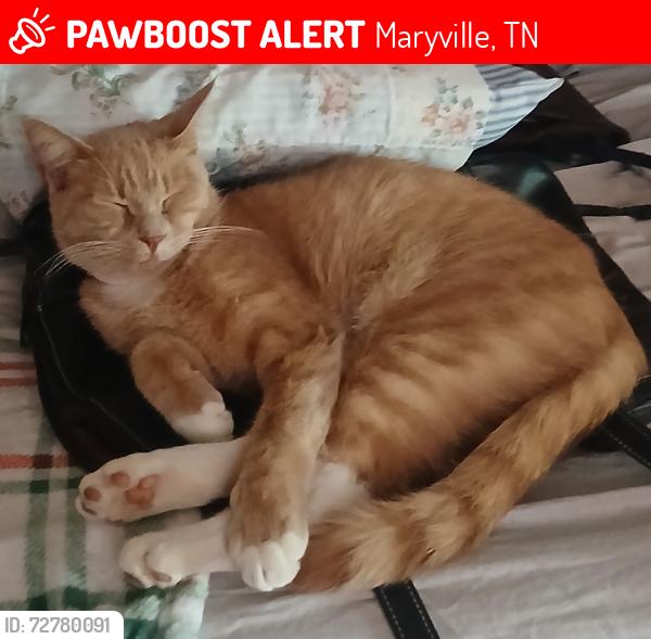 Lost Male Cat last seen Barker Lane maryville tn 37803, Maryville, TN 37803