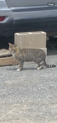 Found/Stray Male Cat last seen Peppermint st near berry park , Lemon Grove, CA 91945