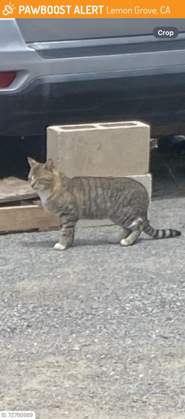 Found/Stray Male Cat last seen Peppermint st near berry park , Lemon Grove, CA 91945