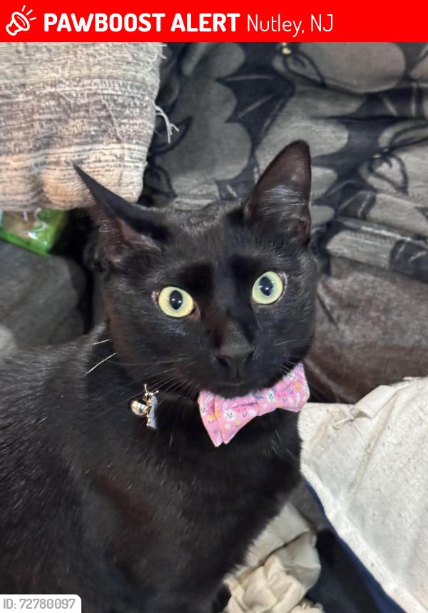 Lost Male Cat last seen Princeton and whitherspoon, Nutley, NJ 07110