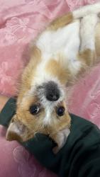 Lost Female Dog last seen Lillie St by Lords Park , Elgin, IL 60120