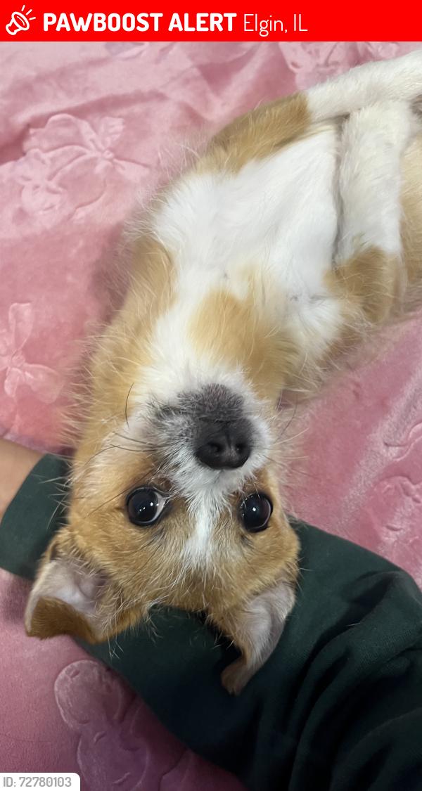 Lost Female Dog last seen Lillie St by Lords Park , Elgin, IL 60120
