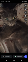 Lost Female Cat last seen National city, San Diego, CA 92113