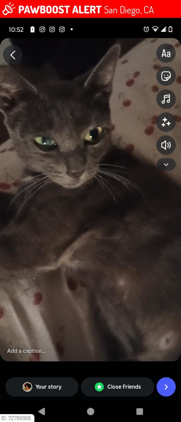 Lost Female Cat last seen National city, San Diego, CA 92113